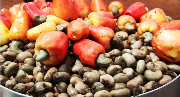 Bénin la campagne 20252026 de commercialisation des noix de cajou s — free download